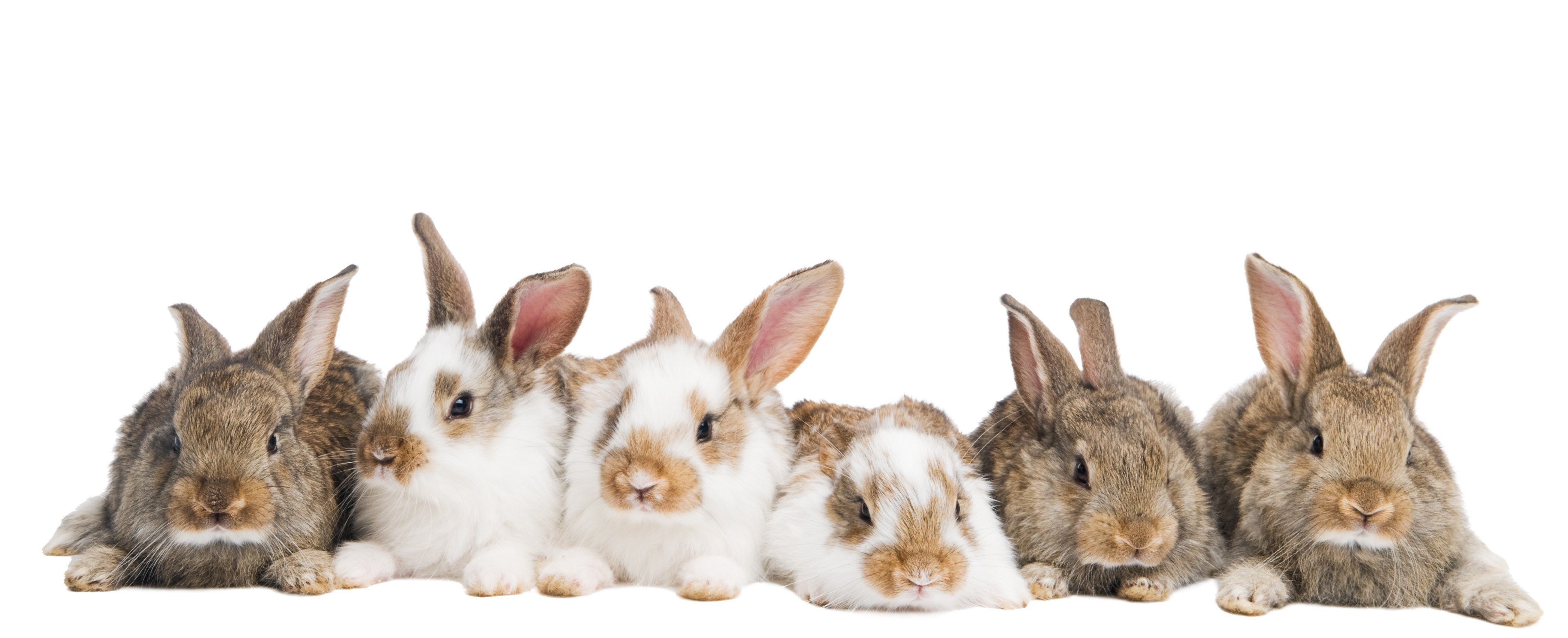 six rabbits in a row
