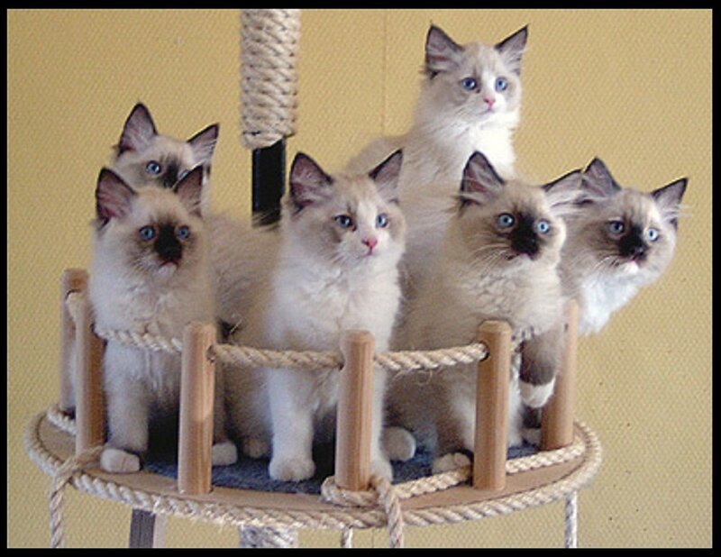 Six Ragdoll Kittens