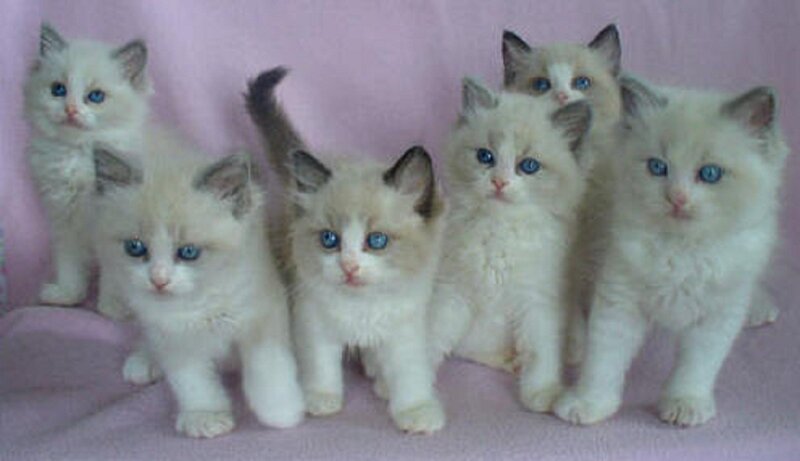 Six Ragdoll Kittens — White