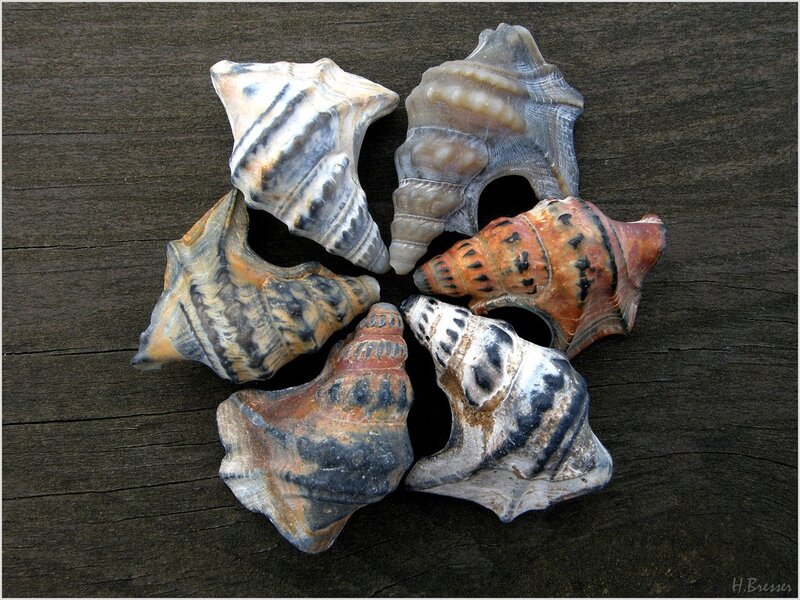 Six Seashells on Wood