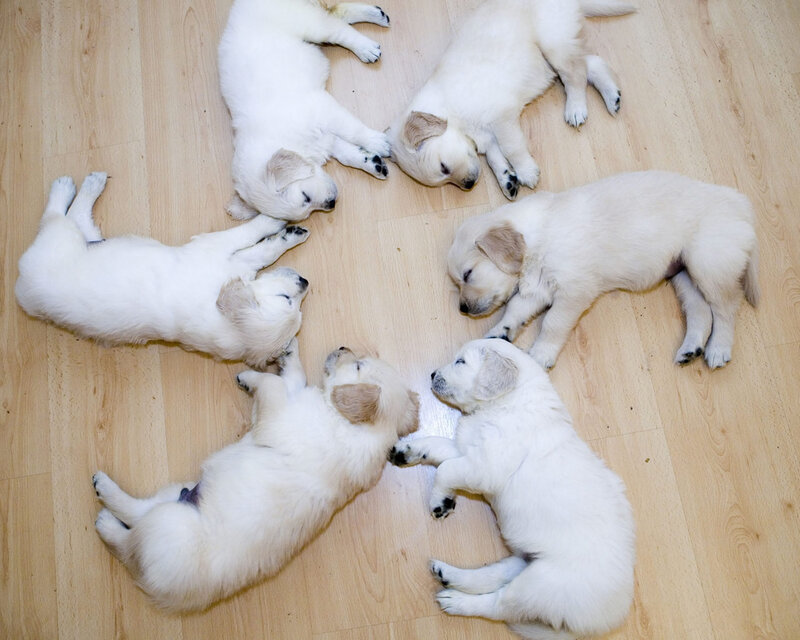 Six Sleeping Golden Retriever Puppies