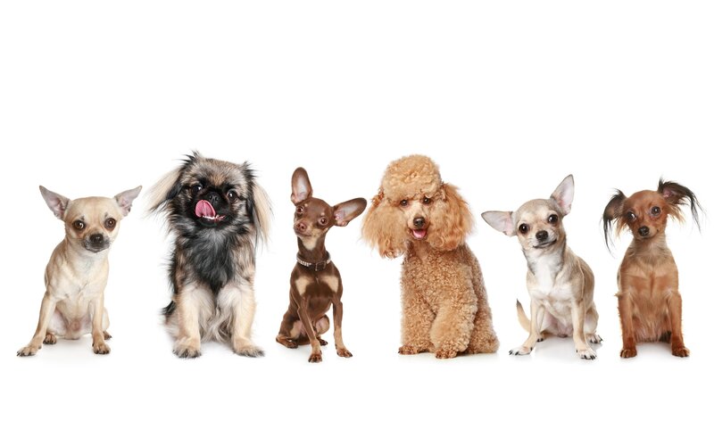 Six Small Dogs in a Row — White, Neutral