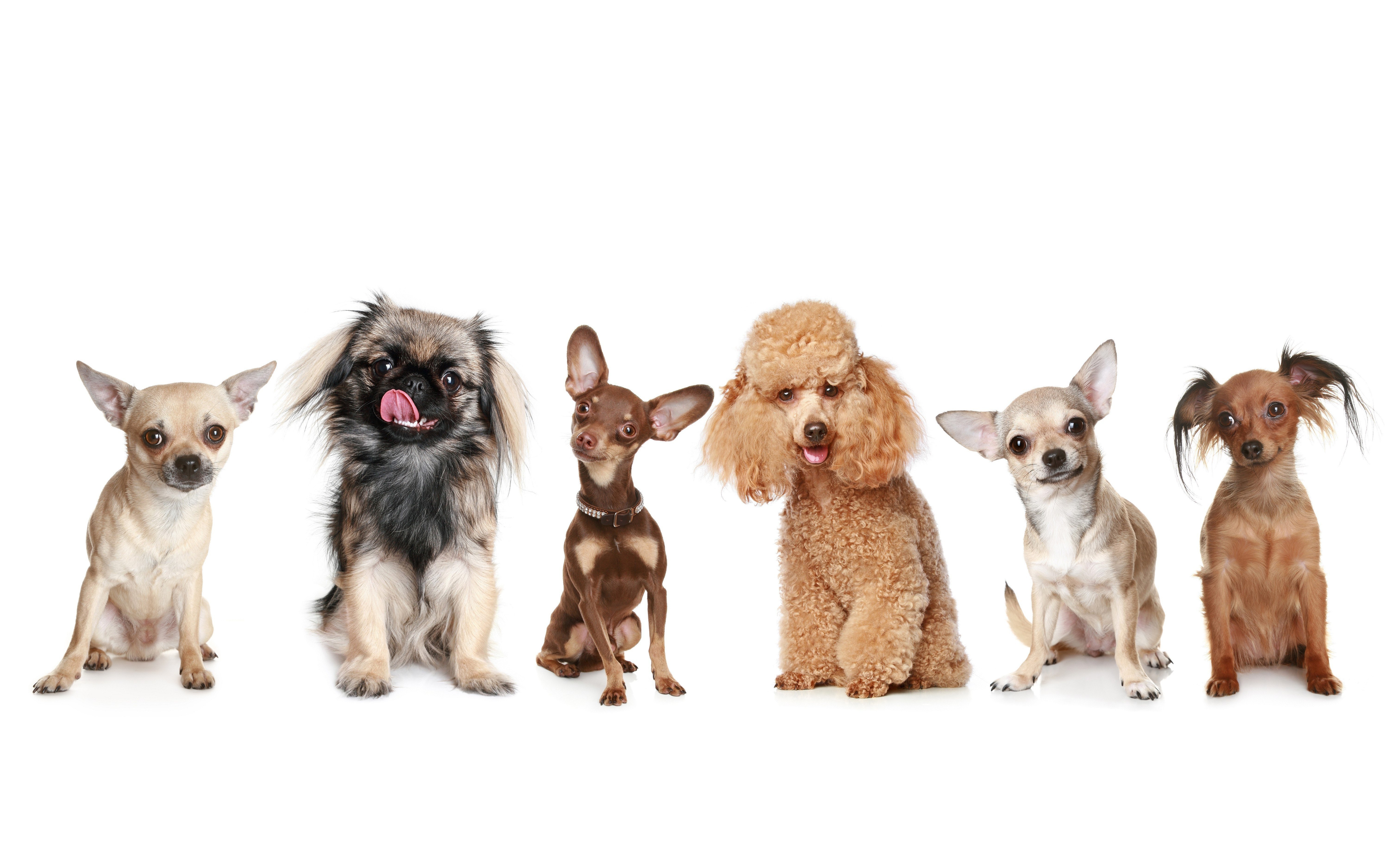 six small dogs in a row