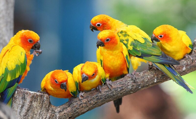 Six Sun Conures on Branch