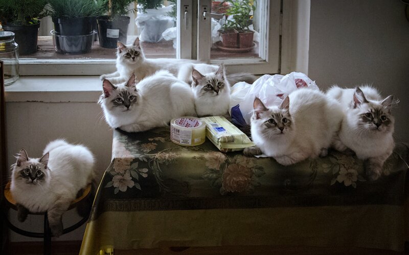 Six White Cats on Table