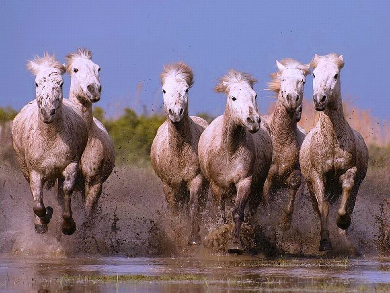 Six White Horses Running