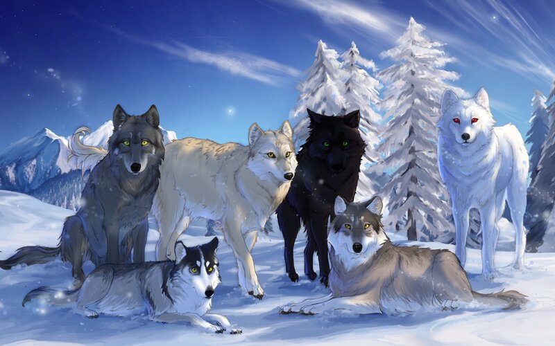 Six Wolves in Snow