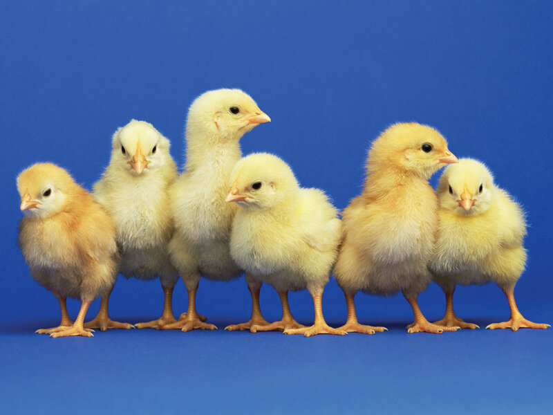 Six Yellow Chicks — Calm