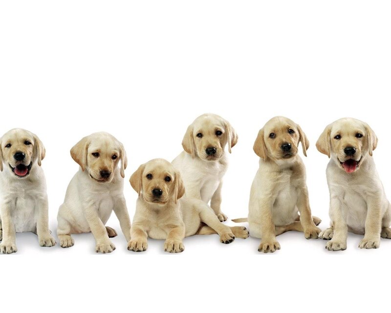 Six Yellow Lab Puppies — Neutral, Photograph