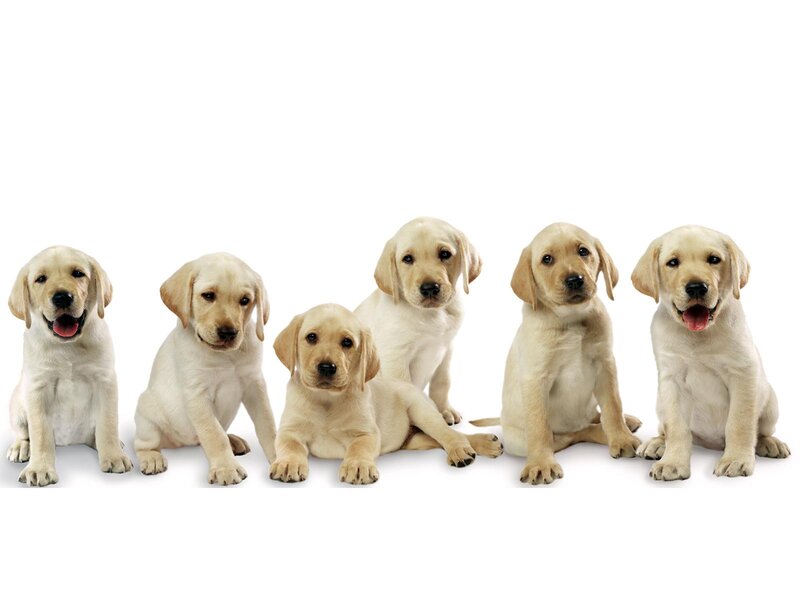 Six Yellow Lab Puppies — Neutral, Photograph, White Background