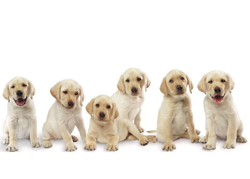 Six Yellow Lab Puppies — Neutral