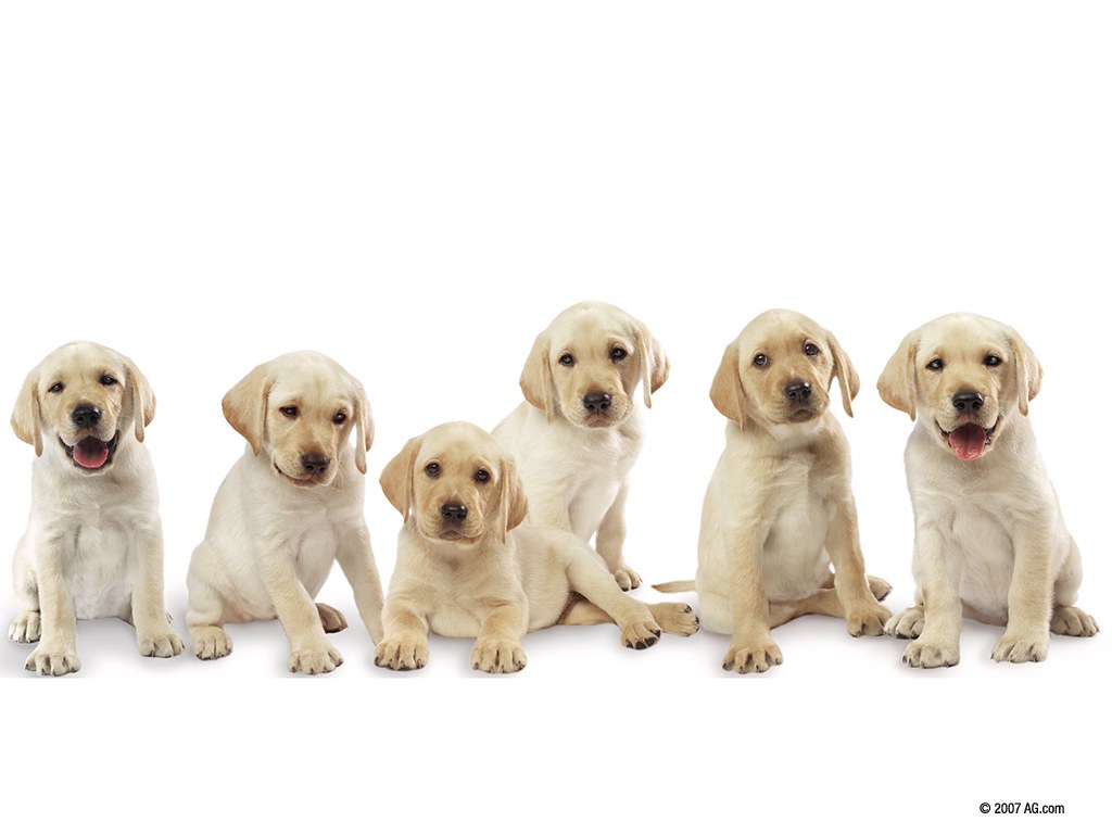 six yellow lab puppies