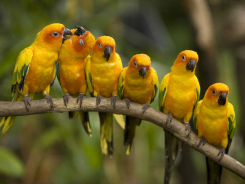 Six Yellow Parrots