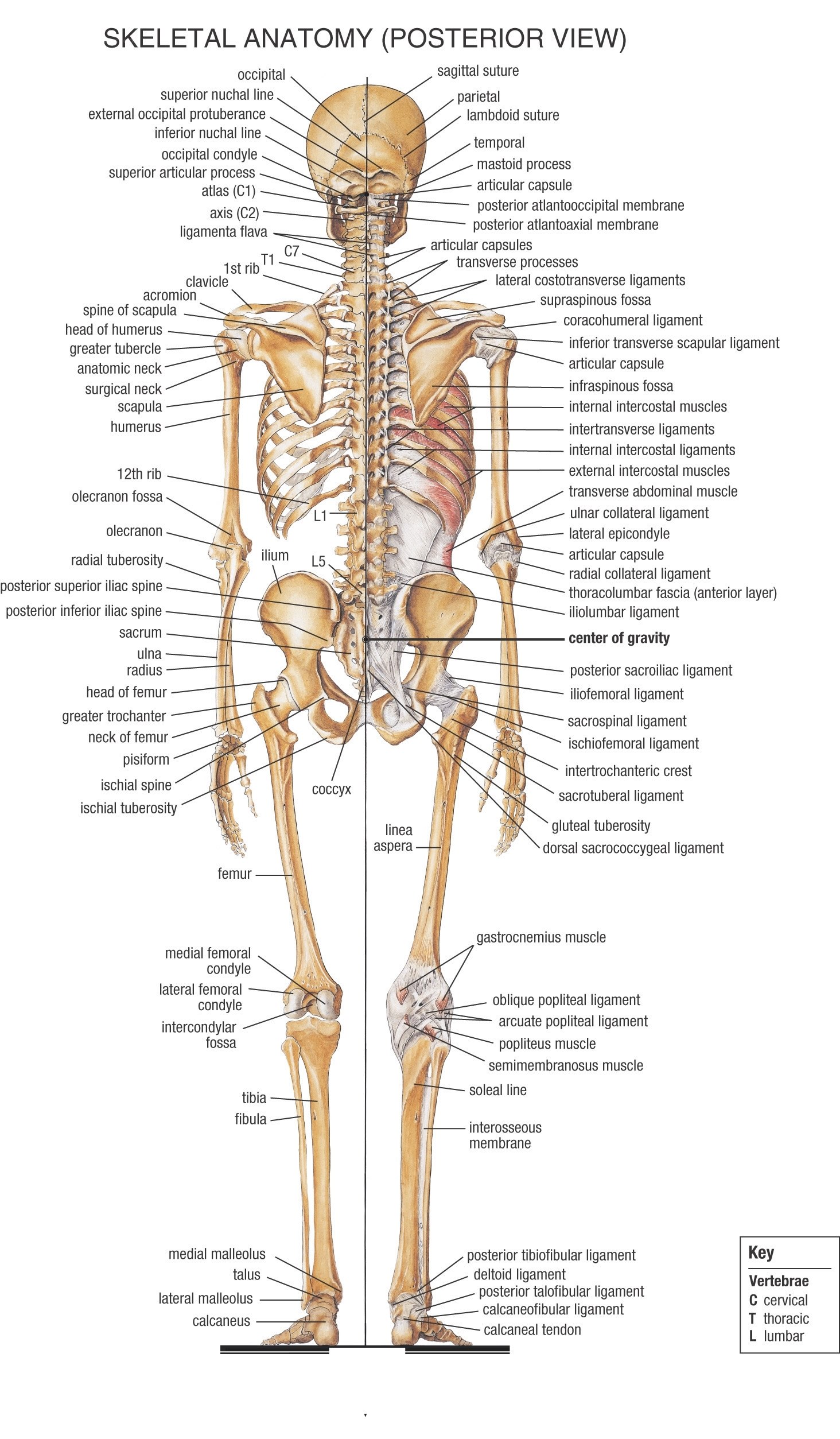 Skeletal anatomy posterior view