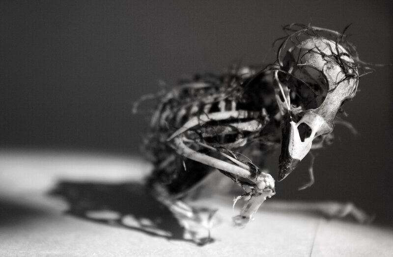 skeletal bird remains