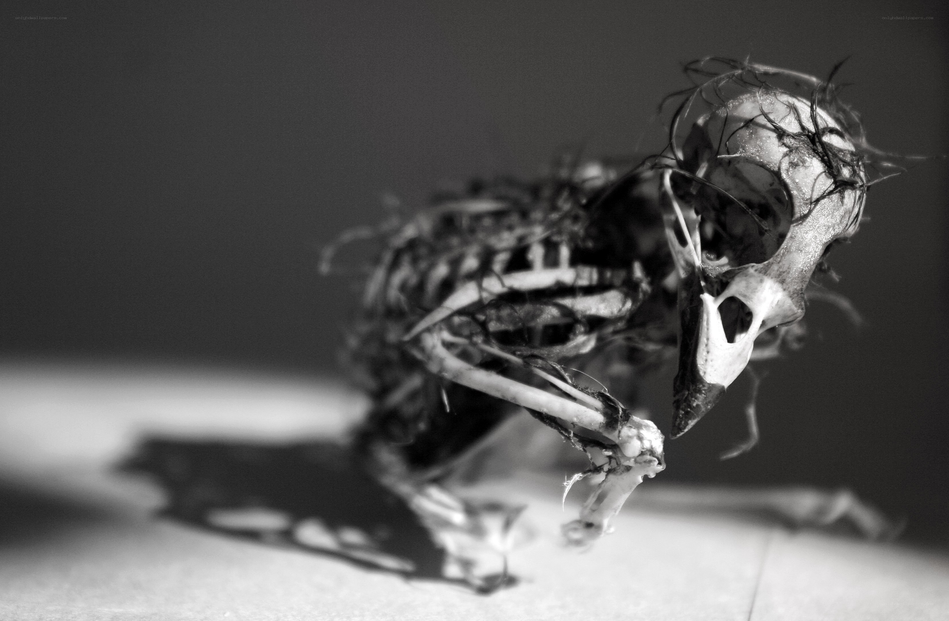 skeletal bird remains
