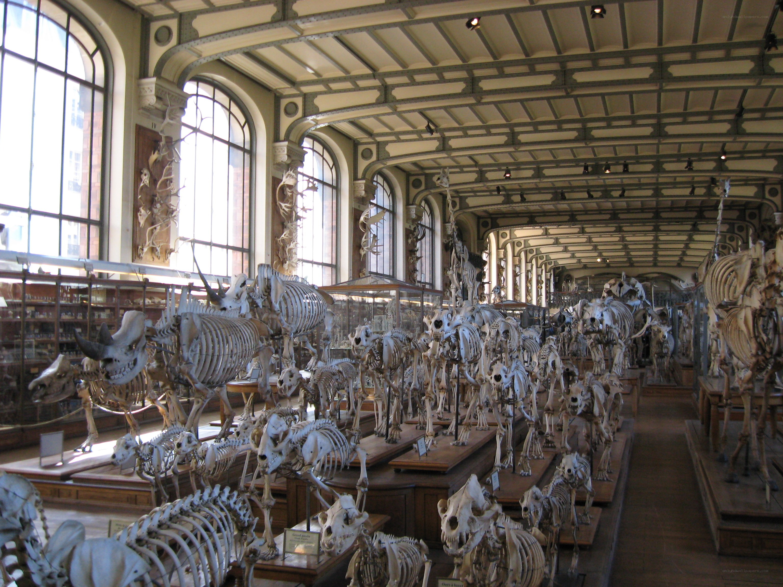 Skeletal display in museum hall