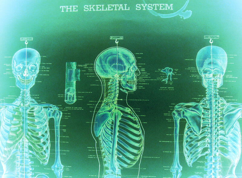 Skeletal System Diagram