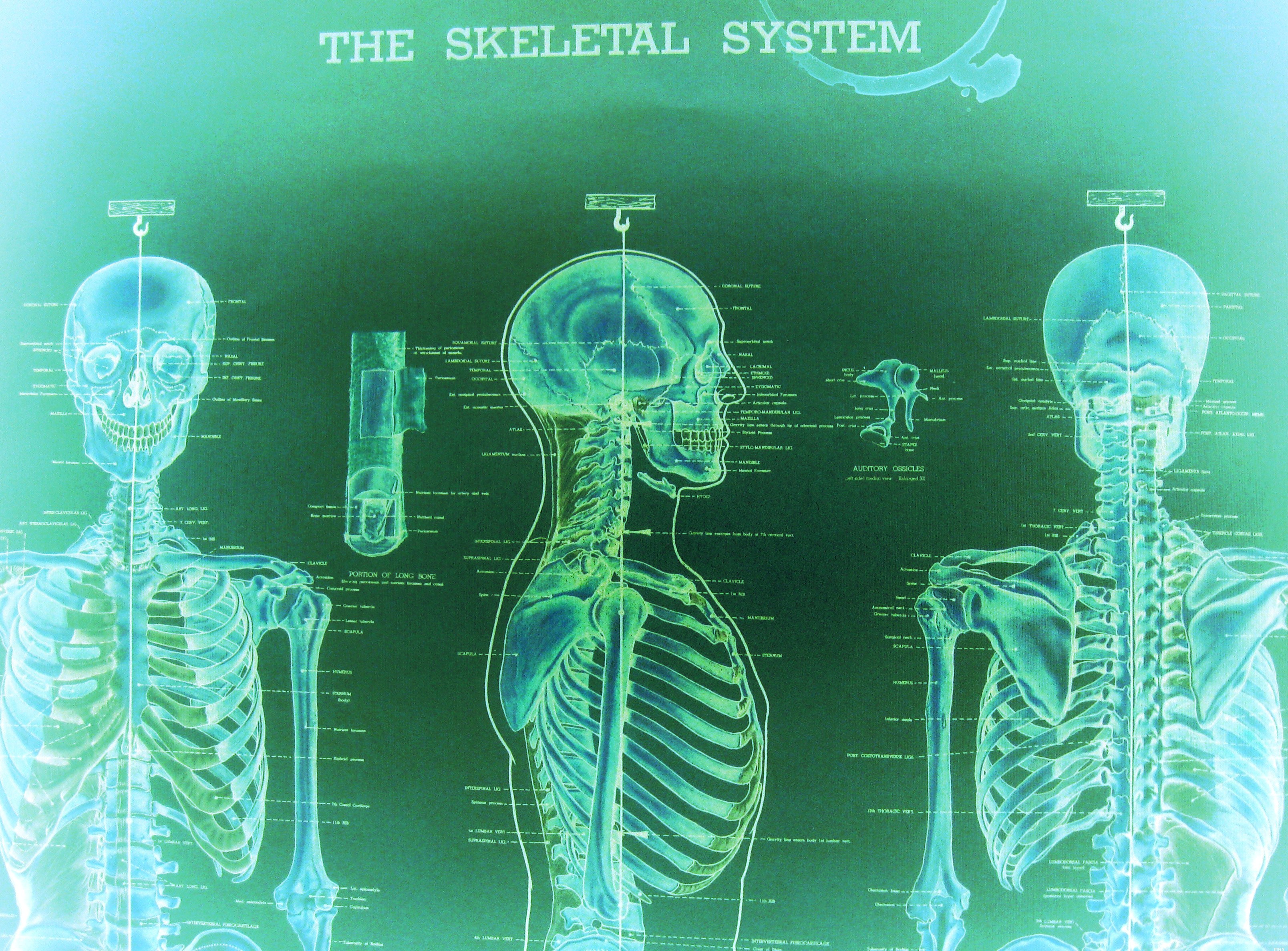 Skeletal System Diagram