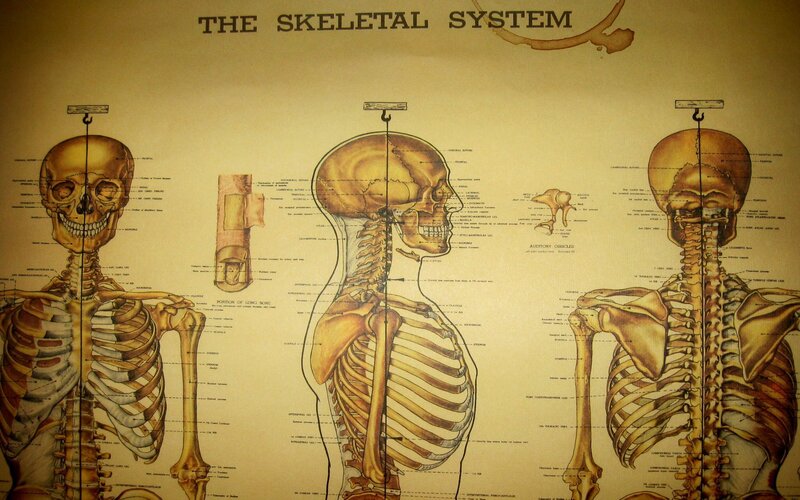 skeletal system diagram