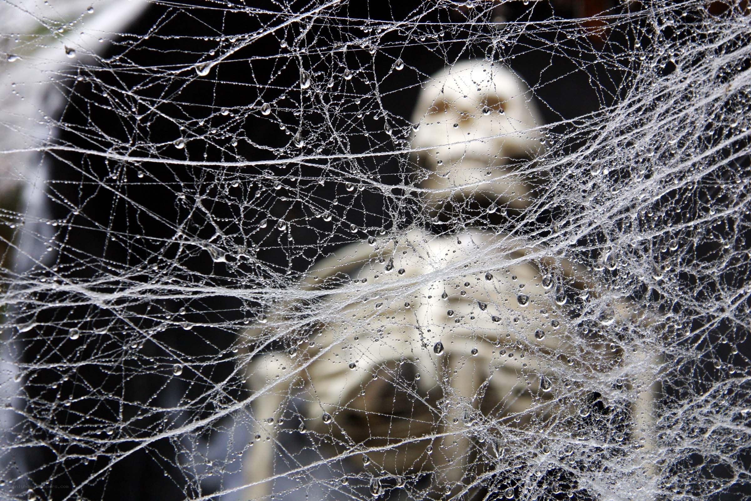 skeleton behind cobweb