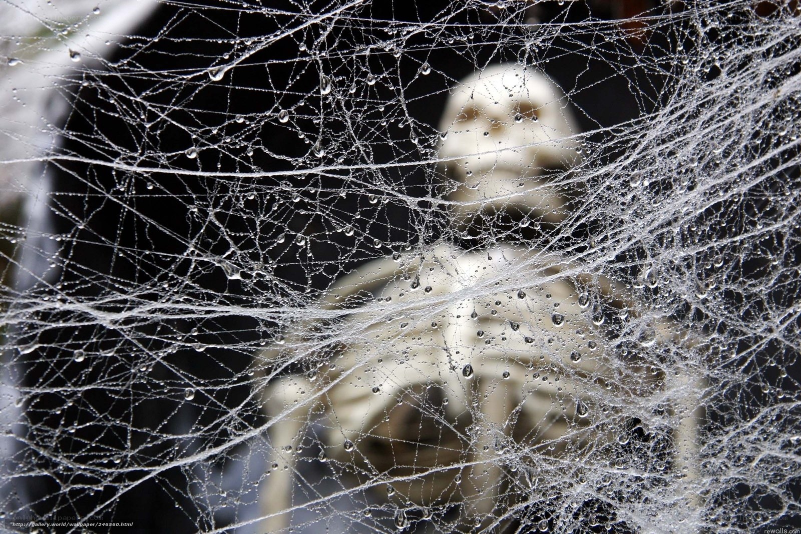 skeleton behind cobweb
