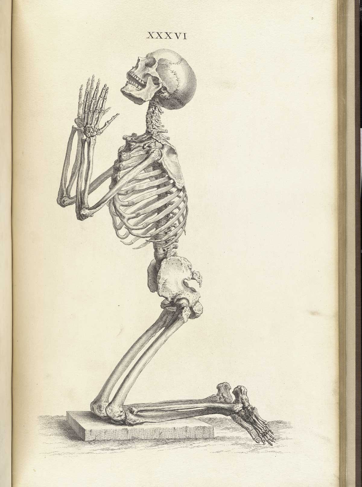skeleton in prayer pose