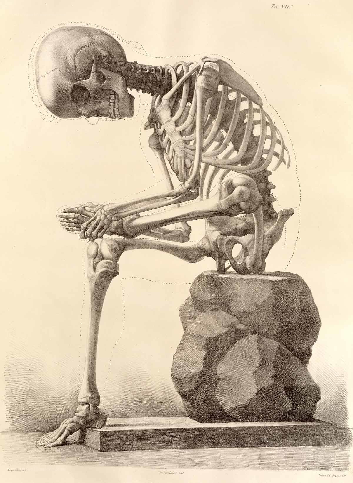 skeleton in seated pose