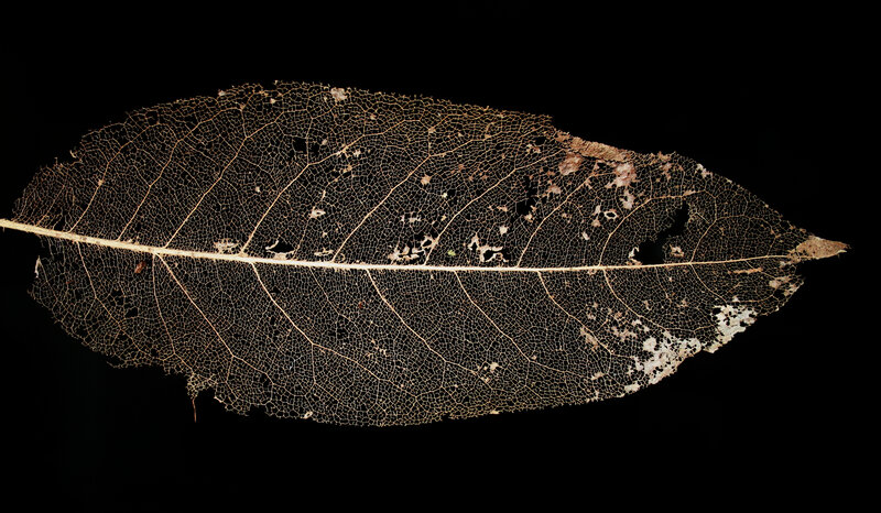 Skeleton leaf on black background