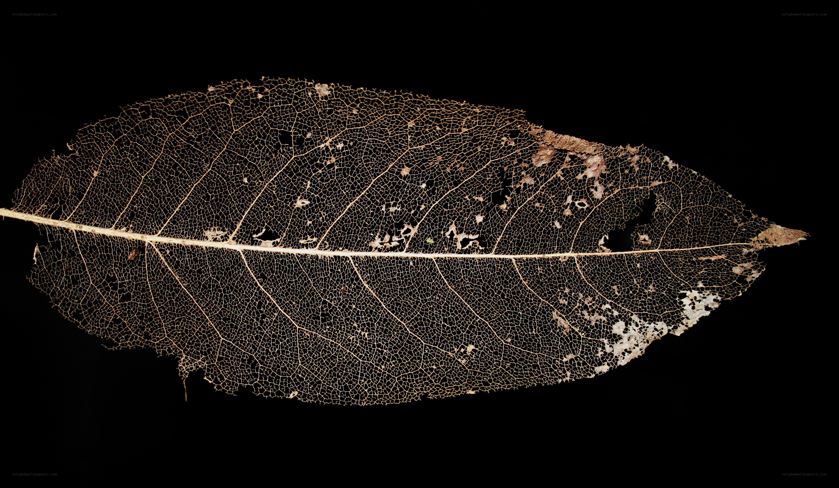Skeleton leaf on black background