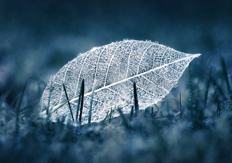 Skeleton Leaf on Grass