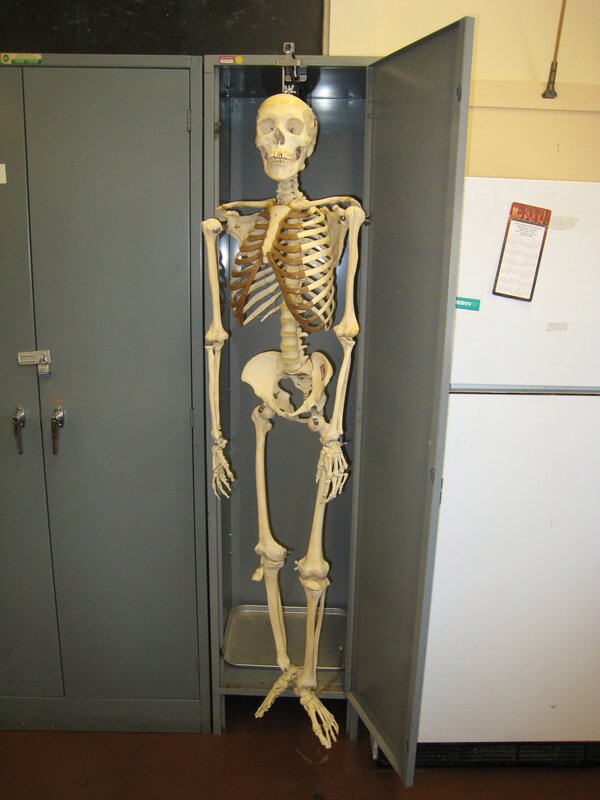 skeleton model in cabinet