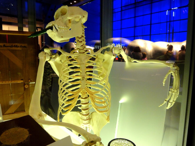 Skeleton Model in Display