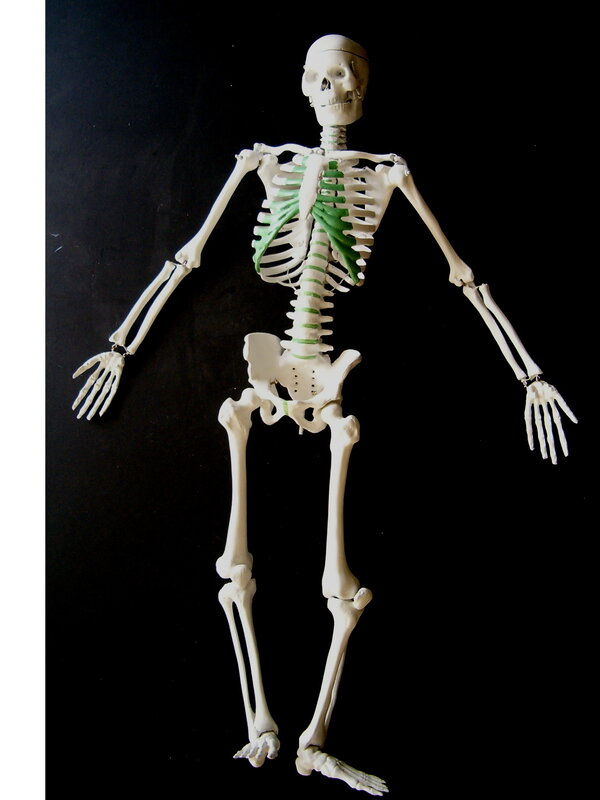 skeleton model with green highlights