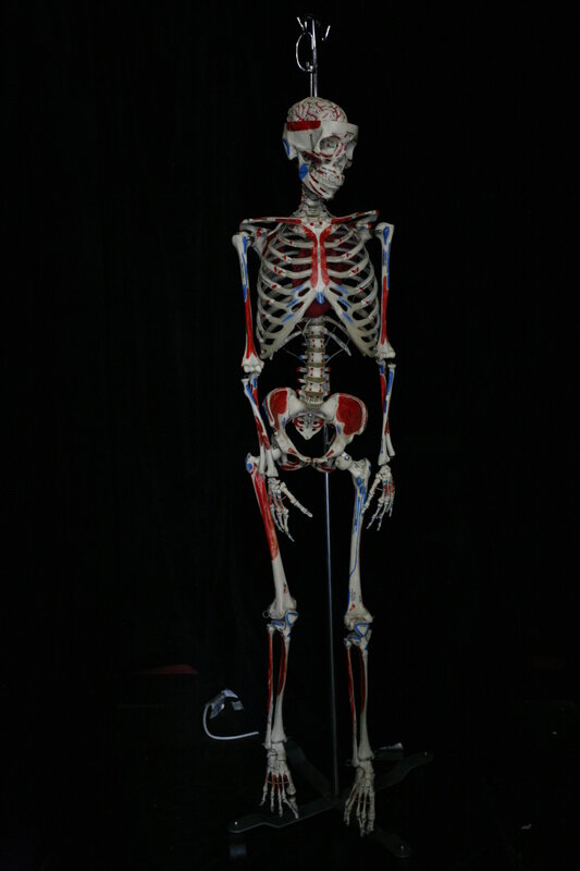 skeleton model with muscles