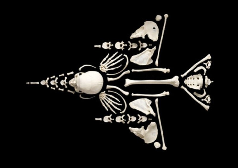 Skeleton of a Fish