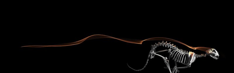 Skeleton of a Flying Squirrel