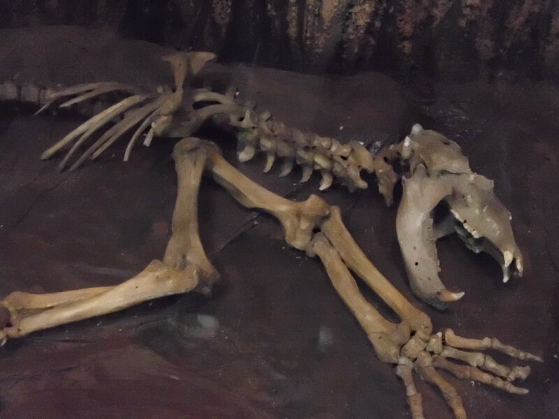 Skeleton of a Large Mammal