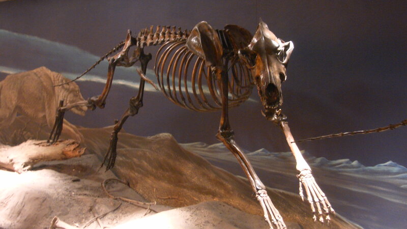 Skeleton of a Prehistoric Animal