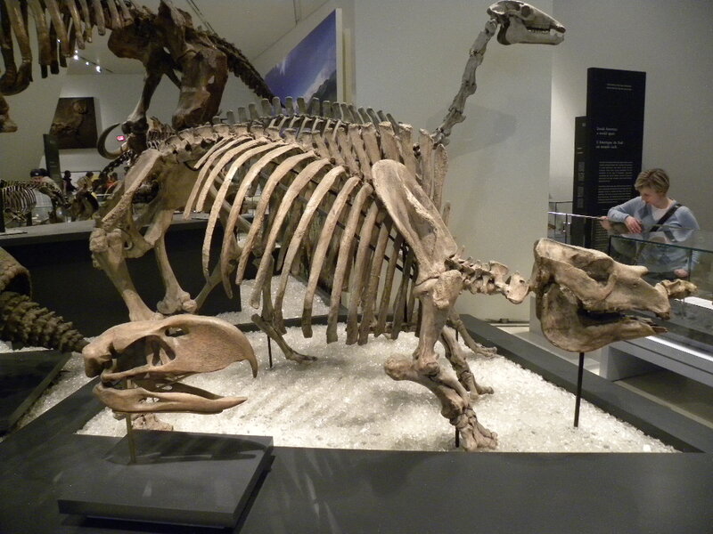 Skeleton of a Prehistoric Mammal