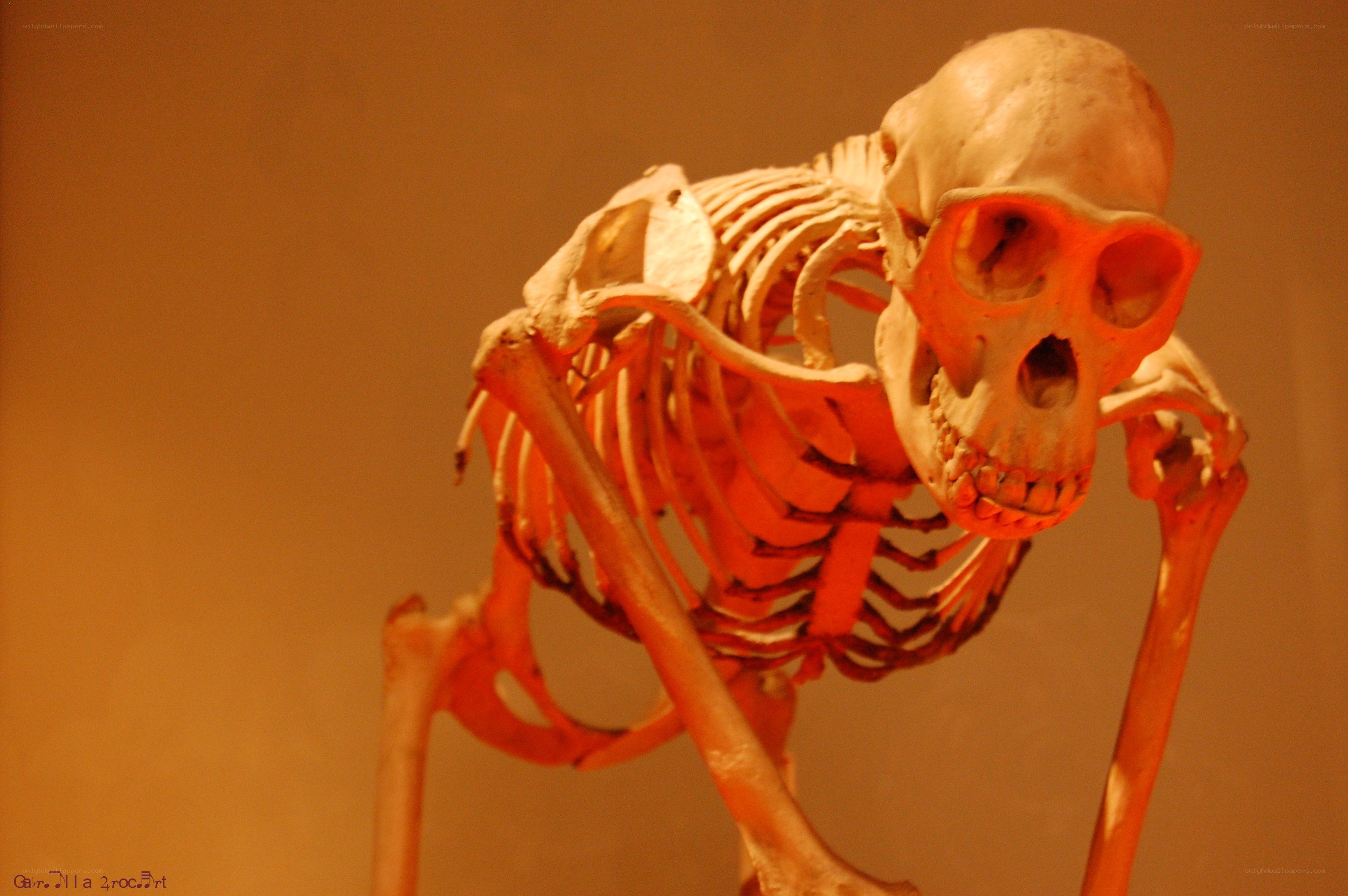 skeleton of a primate