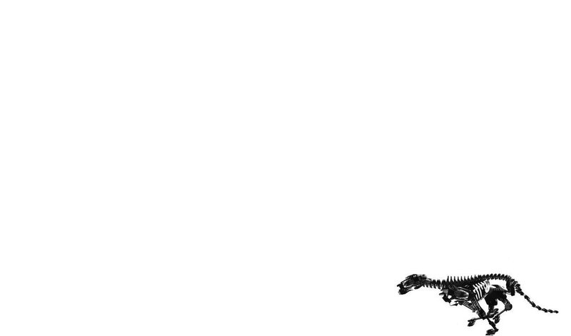 skeleton of a running animal