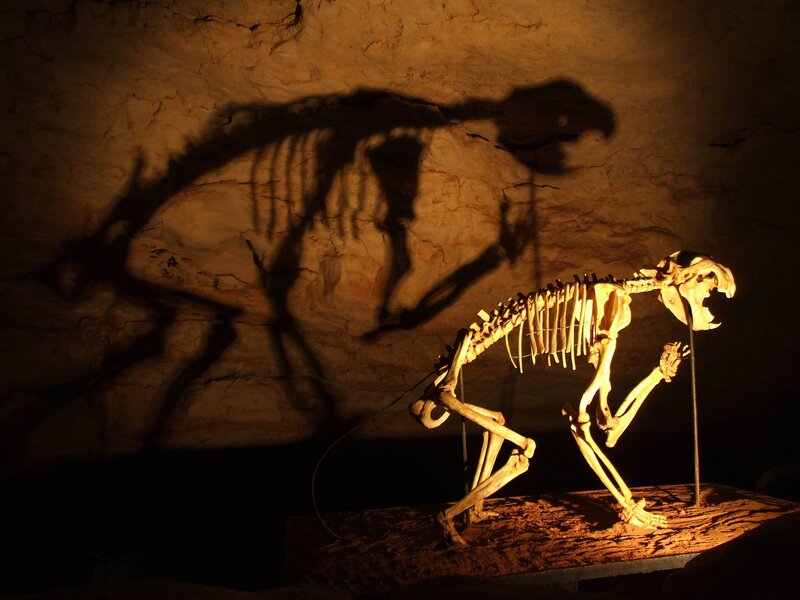 Skeleton of a Saber-toothed Cat