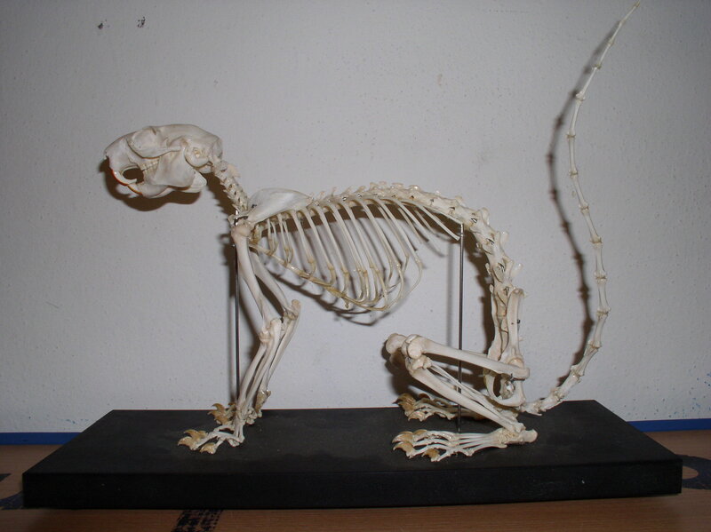 skeleton of a small mammal