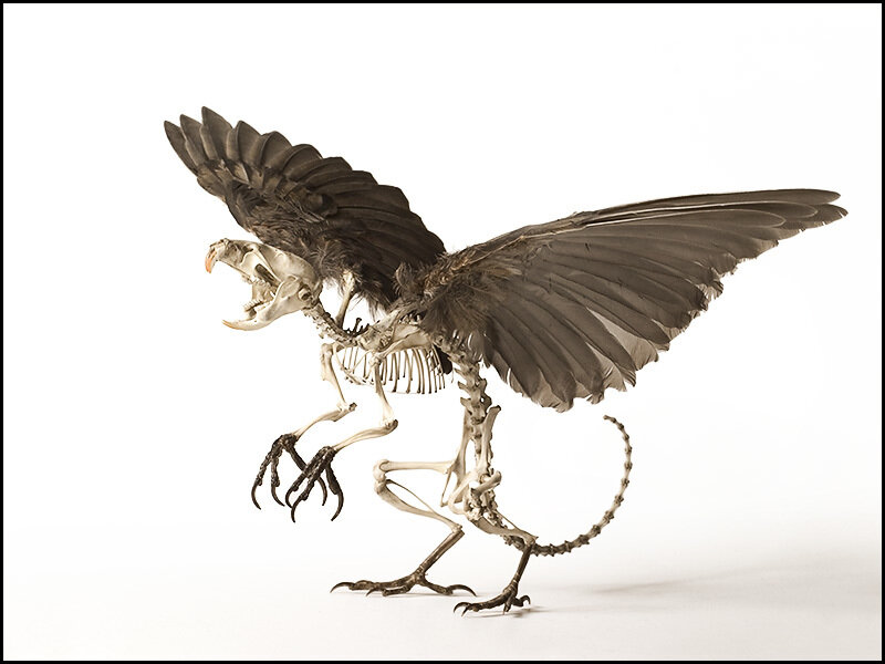 Skeleton of Hybrid Bird