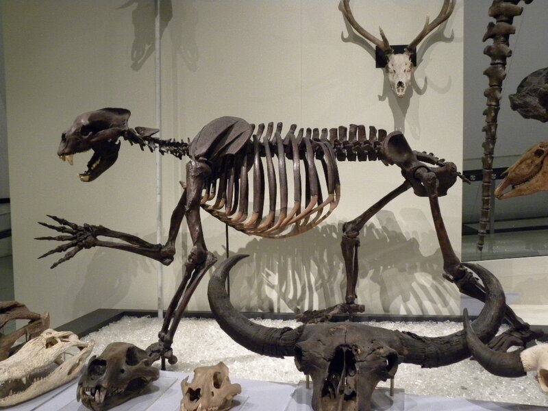 Skeleton of Prehistoric Mammal