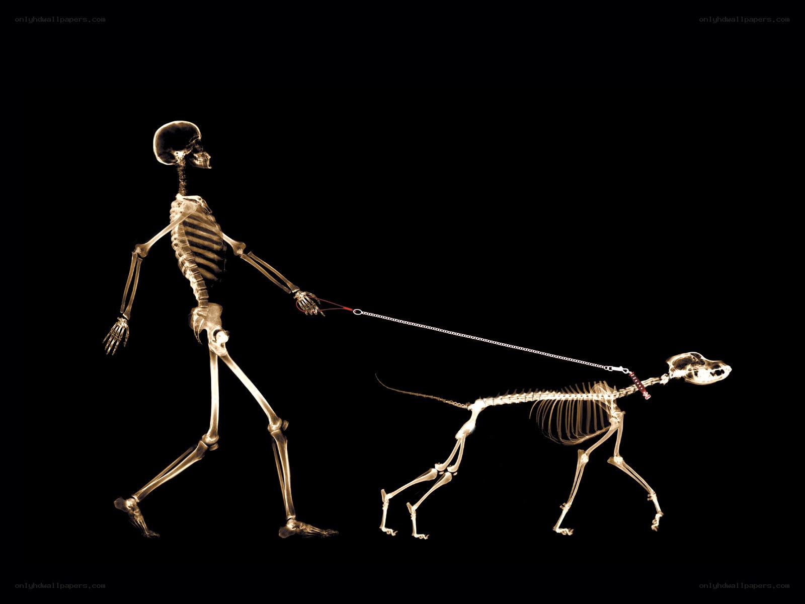 skeleton walking a dog