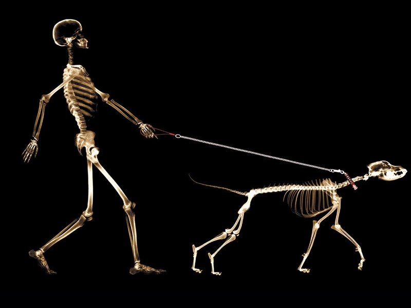 skeleton walking a dog