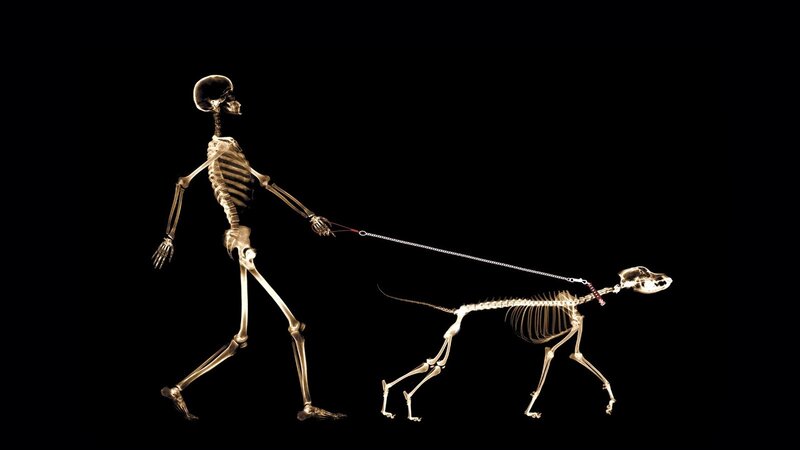 skeleton walking dog