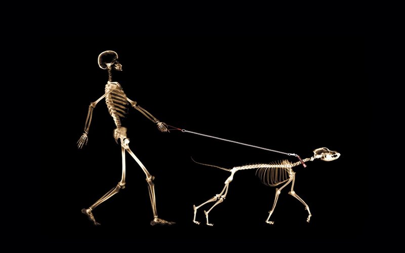 skeleton walking dog